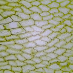 preparation microscopique feuille mousse mnium