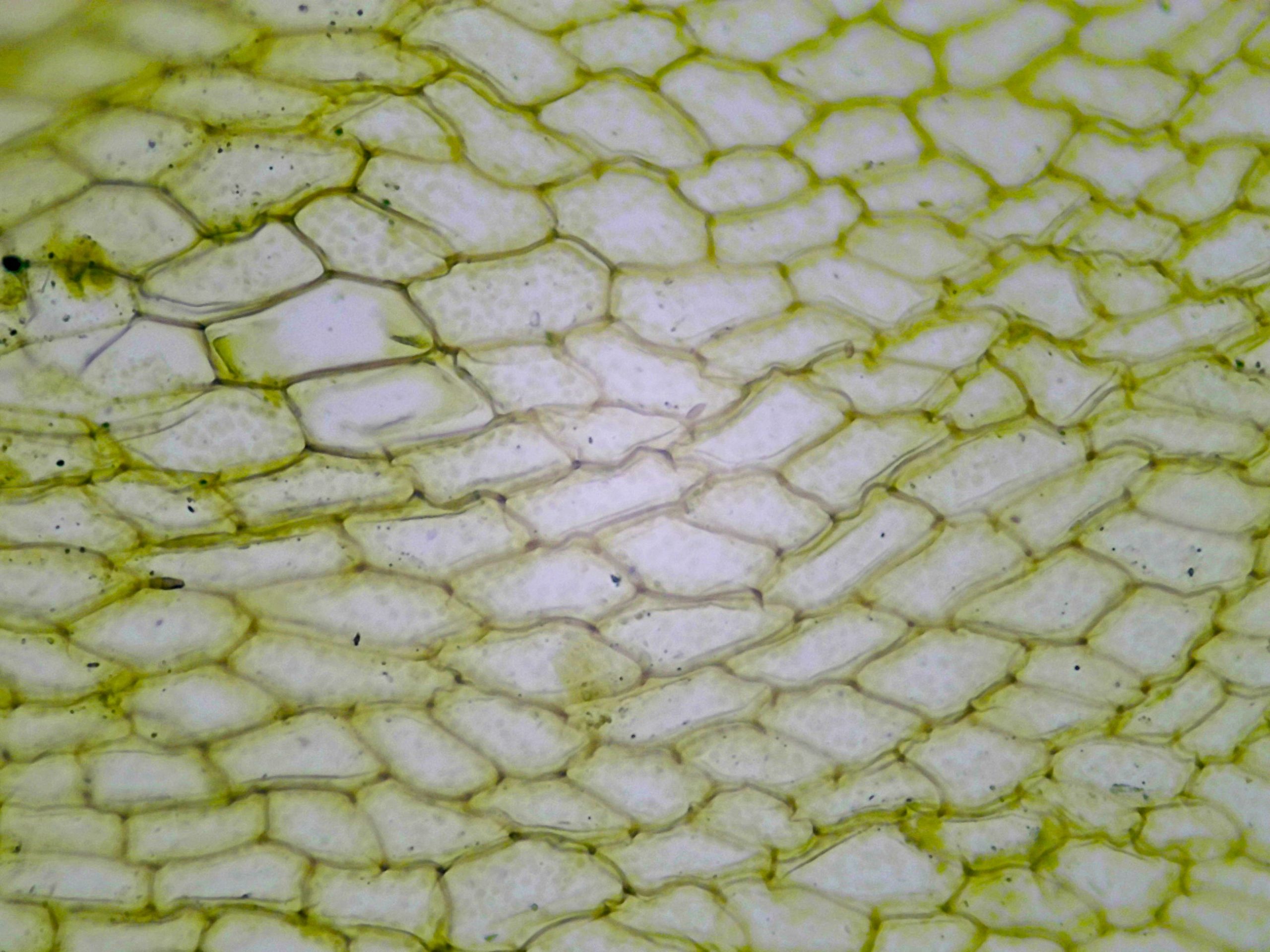 preparation microscopique feuille mousse mnium