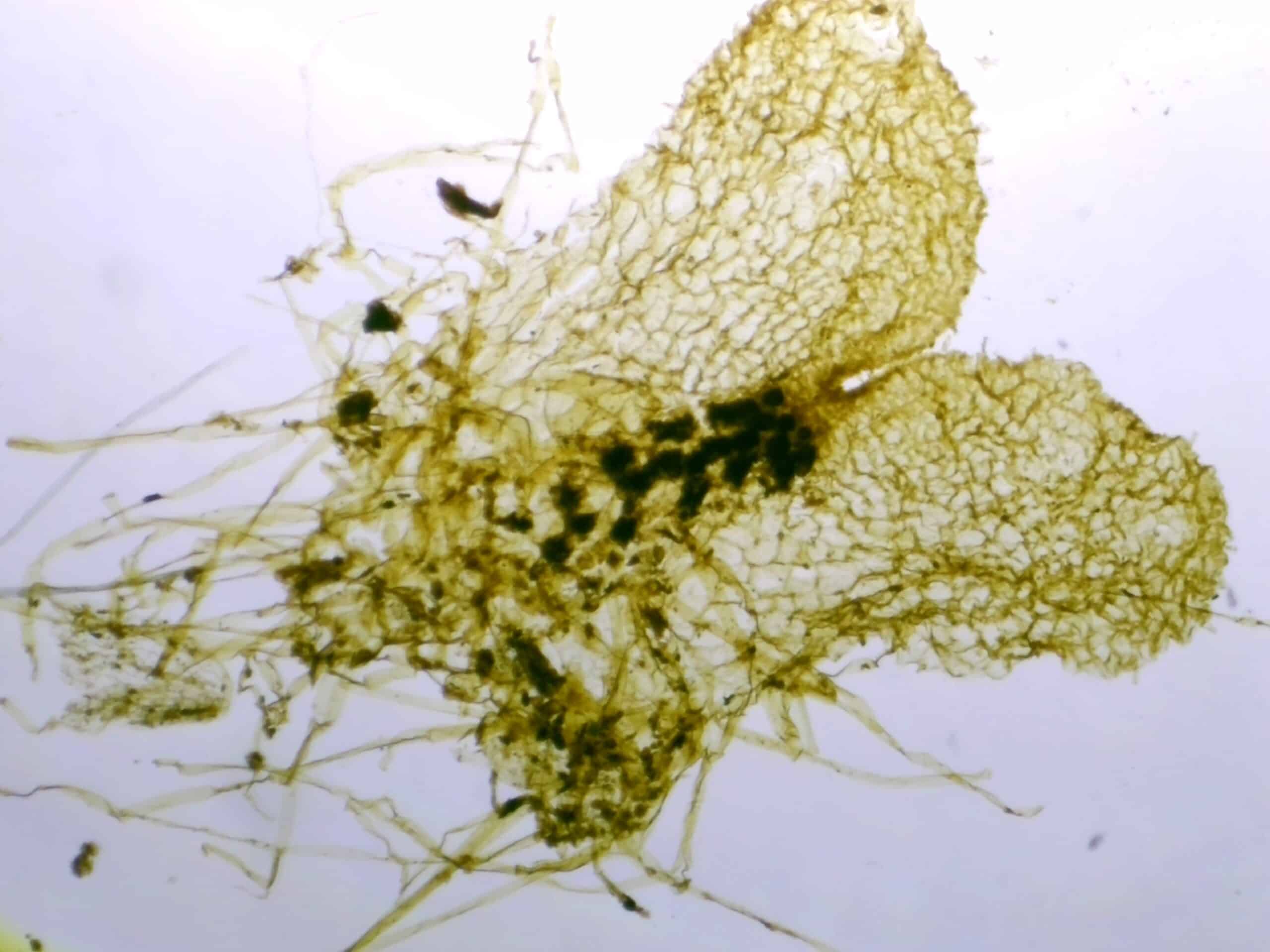 prothallus, antheridia and archeology visible