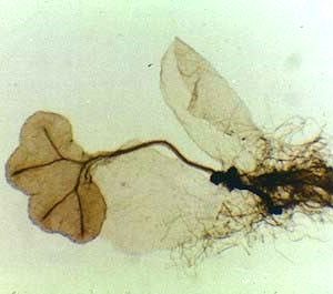 Prothalle avec sporophyte de fougère