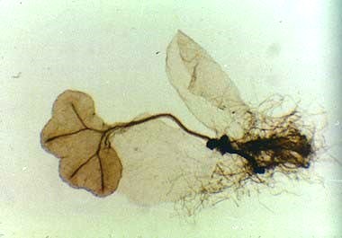 Prothalle avec sporophyte de fougère