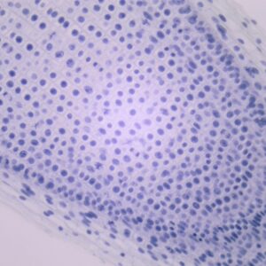 251C - Préparation microscopique de mitose végétale (racine jacinthe)
