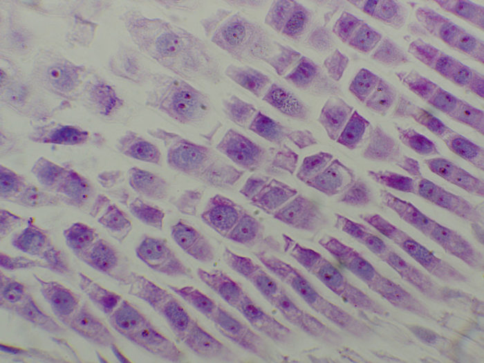 preparation microscopique adn arn