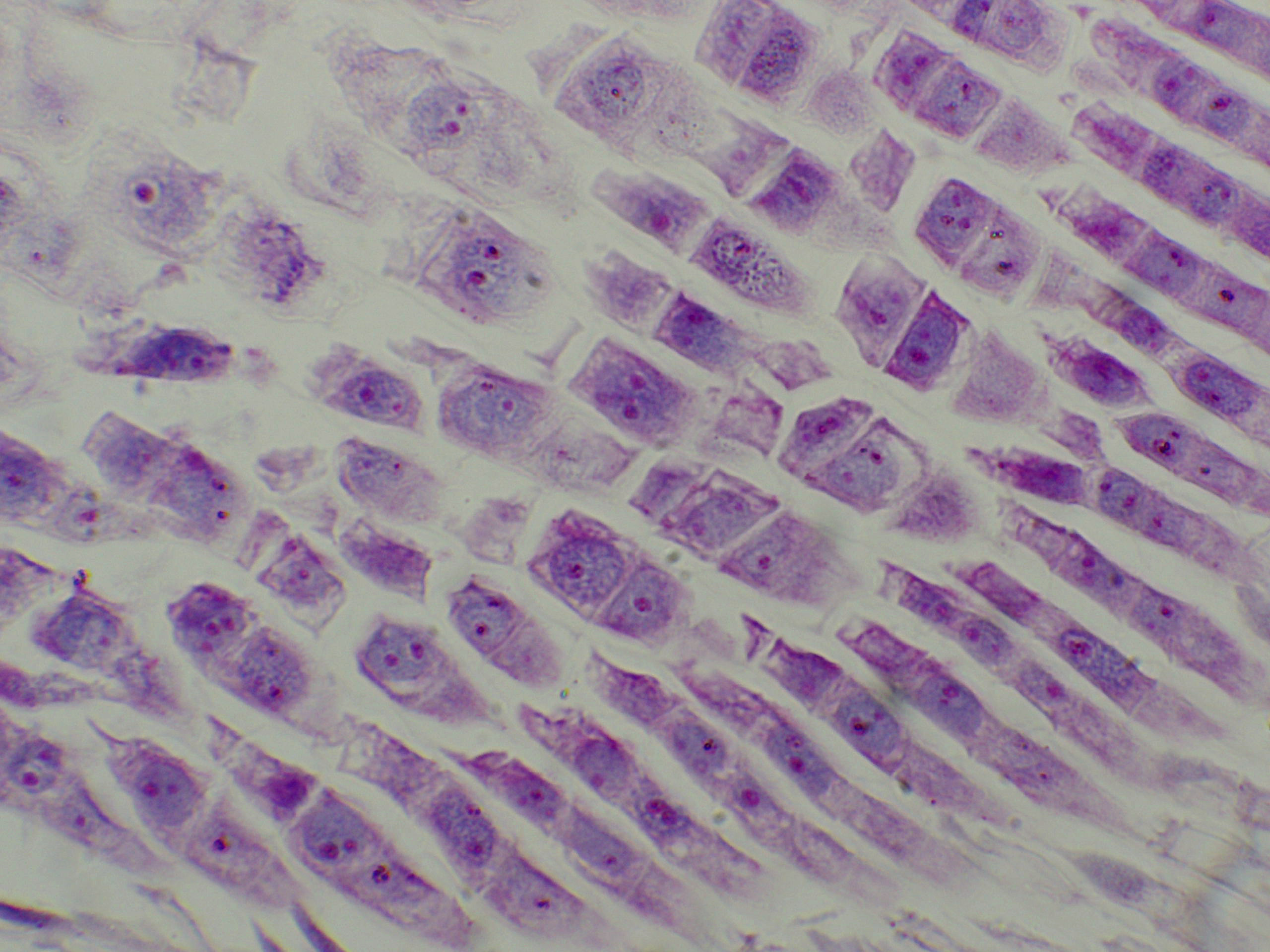 preparation microscopique adn arn