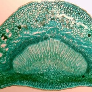 273B - Préparation microscopique de parenchyme chlorophyllien avec chloroplastes (feuille de houx ou berberis CT)