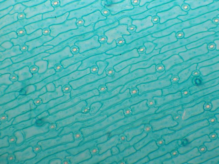 preparation microscopique epiderme tulipe