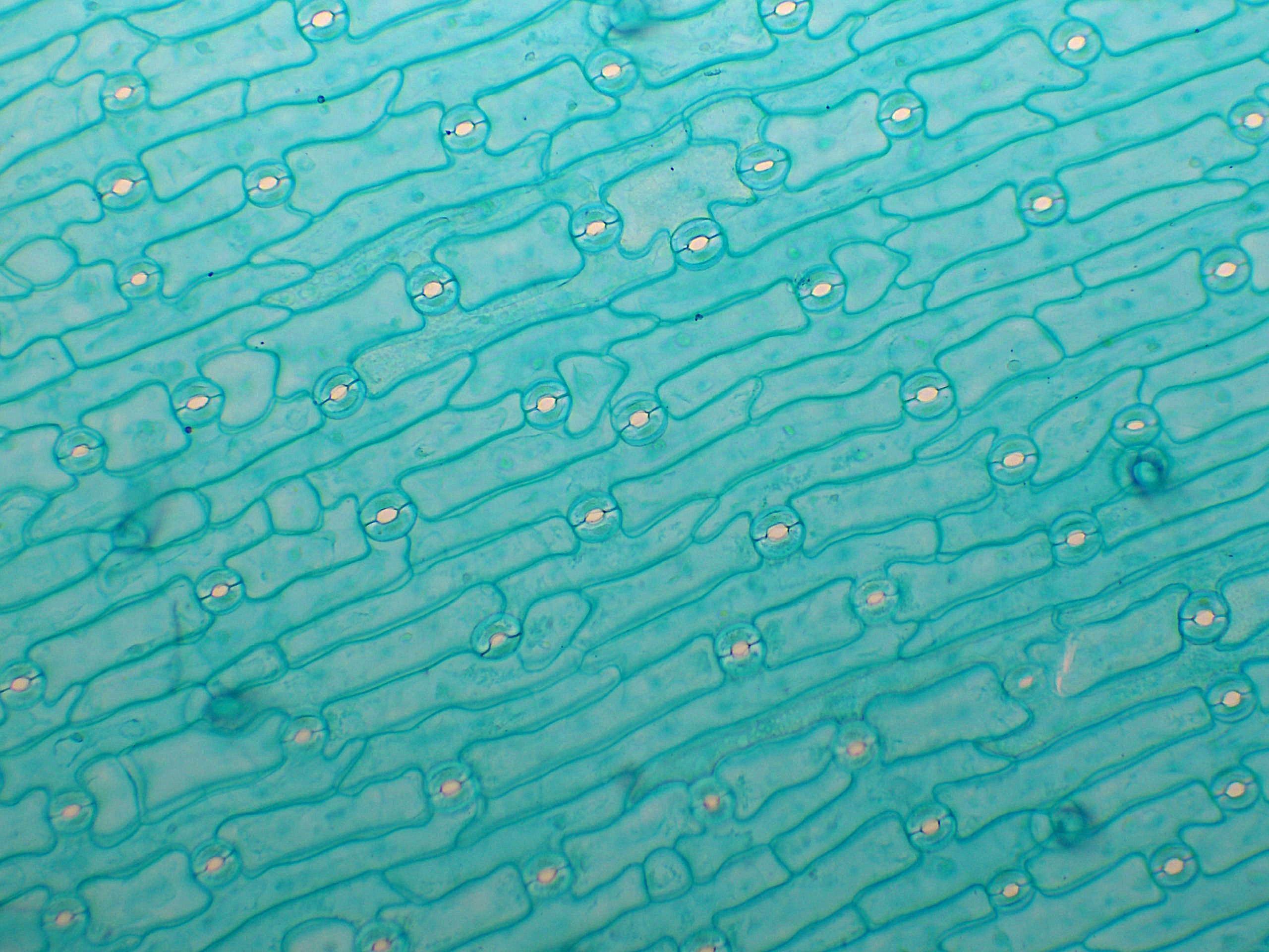 preparation microscopique epiderme tulipe