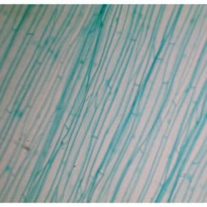 298B - Préparation microscopique d'épiderme à plat (feuille poireau)