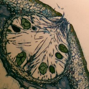2B - Préparation microscopique de fucus vésiculeux femelle, CT réceptacle
