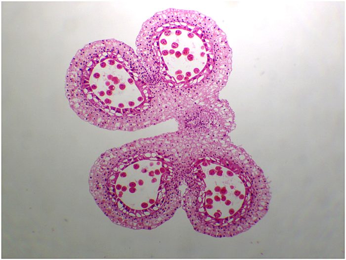 preparation microscopique anthère lis jeune prophase tretrades