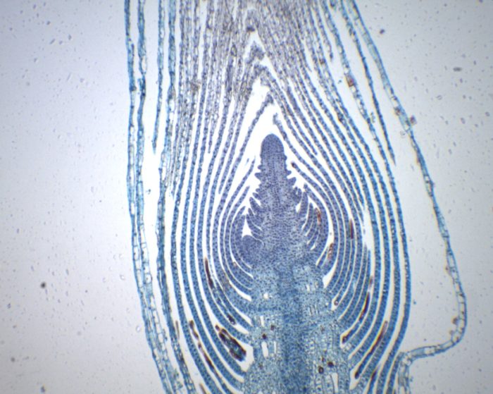 preparation microscopique bougeon vegetatif