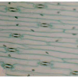 327B - Préparation microscopique de stomates à plat (tradescantia)