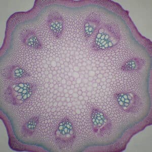 353B - Préparation microscopique de tige de dicotylèdone secondaire, structure vasculaire dicontinue (clématite ou aristoloche) CT