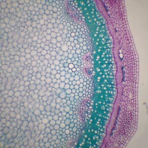 354B - Préparation microscopique de tige de dicotylèdone secondaire, structure vasculaire continue (sureau) CT
