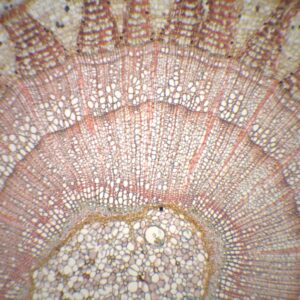 355B - Préparation microscopique de tige de dicotylèdone secondaire agée de 3 ans(3 cercles annuels)(tilleul) CT