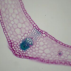 356C - Préparation microscopique de feuille de monocotylédone (muguet ou papyrus) CT