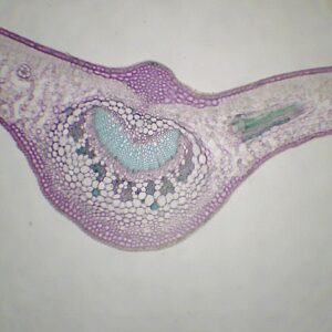 357B - Préparation microscopique de feuille de dicotylédone (laurier cerise) CT
