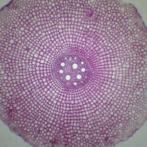 358C - Préparation microscopique de racine de monocotylédone CT