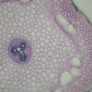 359B - Préparation microscopique de racine de dicotylédone primaire ct (renoncule)