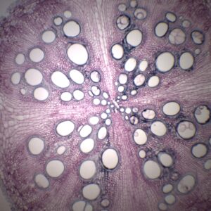 360B - Préparation microscopique de racine de dicotylédone secondaire (courge) CT