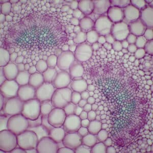 361B - Préparation microscopique de pétiole de dicotylédone (lierre) CT