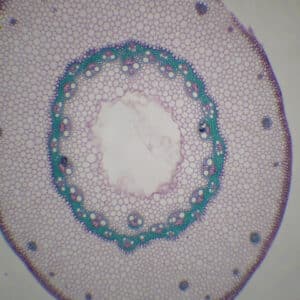 362B - Préparation microscopique de rhizome (chiendent) CT