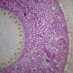 363B - Préparation microscopique de racine aérienne (vanda) CT