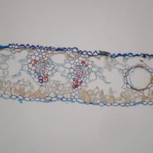 370C - Préparation microscopique de feuille de gingko CT