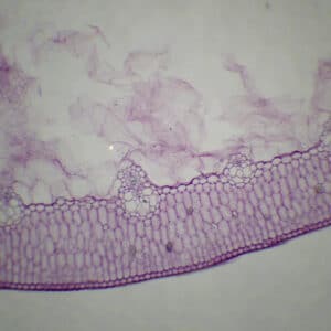 371C - Préparation microscopique de feuille d'aloes CT (parenchyme aquifère, forte cuticule)