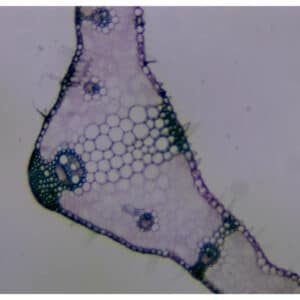 372C - Préparation microscopique de feuille de blé CT