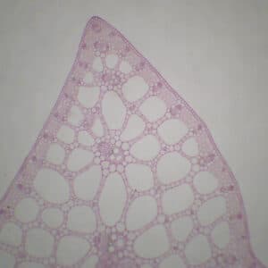 374C - Préparation microscopique de feuille de butome CT (feuille triangulaire, adaptée au milieu aquatique)