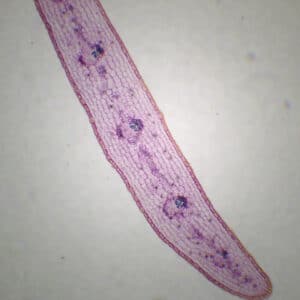 375C - Préparation microscopique de feuille de gui CT (cuticule épaisse)