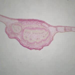 376C - Préparation microscopique de feuille hêtre CT