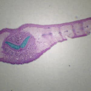 380B - Préparation microscopique de feuille de laurier rose CT