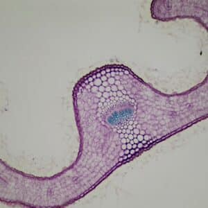 382C - Préparation microscopique de feuille de lavande CT