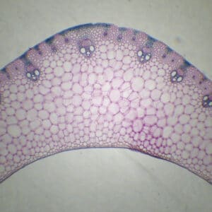 383C - Préparation microscopique de feuille de maïs CT