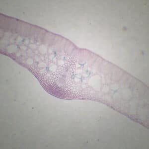 384C - Préparation microscopique de feuille de nénuphar CT