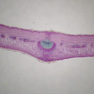 385B - Préparation microscopique de feuille d'olivier CT