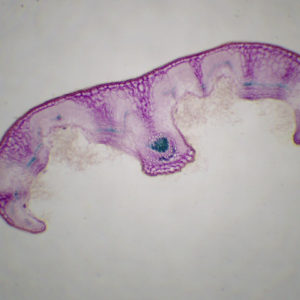 Feuille de Romarin cT x40