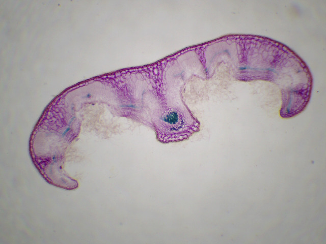 Feuille de Romarin cT x40