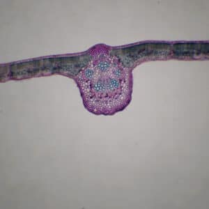 389C - Préparation microscopique de feuille de vigne CT