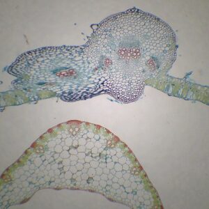 394D - Préparation microscopique de feuille monocotylédone + dicotylédone CT