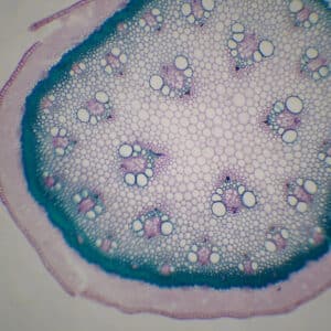 401B - Préparation microscopique de asperge CT (cuticule, stomates, faisceaux primaire en V)