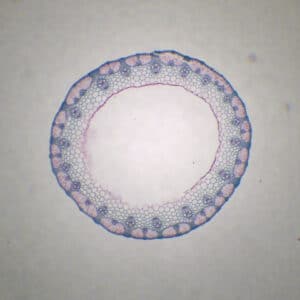 402B - Préparation microscopique de tige de blé CT