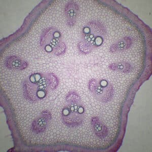 403B - Préparation microscopique de tige de bryone CT