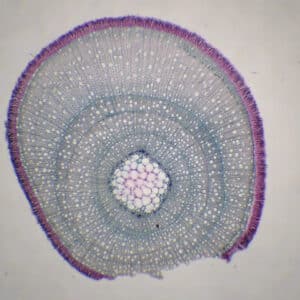 404B - Préparation microscopique de tige de callune CT