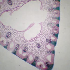 405B - Préparation microscopique de carex CT (exemple de monocotylédone adaptée aux milieux humides)