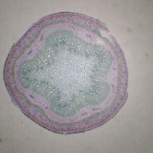 406B - Préparation microscopique de tige de chêne 2 ans CT