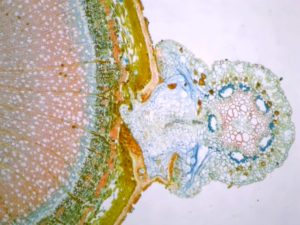 préparation microscopique Cuscute sur tige CT