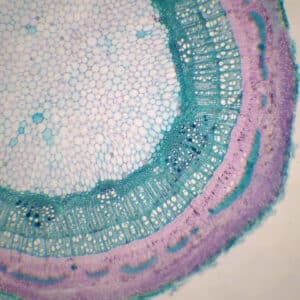410B - Préparation microscopique de tige d'érable CT
